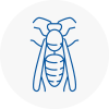 Stotfold Wasp Nest Removal